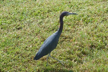 crane