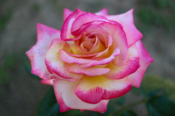 Colorful Rose With Delicate Petals