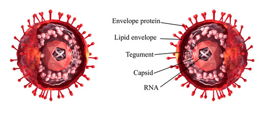 Medical background, realistic 3D structure diagram of a virus, text description, cutaway shape, 3d rendering