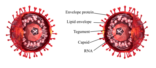 Medical background, realistic 3D structure diagram of a virus, text description, cutaway shape, 3d rendering
