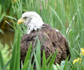 American Bald Eagle