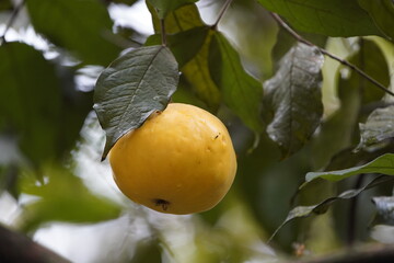 
Eugenia stipitata, Myrtaceae family is a fruit tree native to the Amazon Rainforest in Brazil, Colombia and Ecuador.
