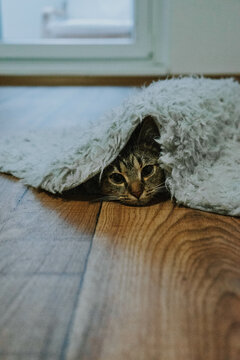 Cat Hiding Under Furry Rug On The Floor