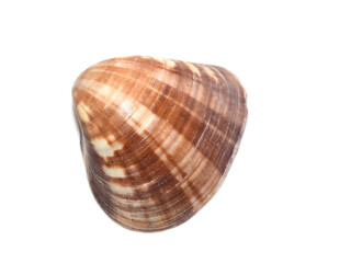 Empty seashell from the marine mollusk Notocallista multistriata