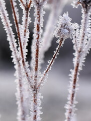 faded plant covered in ice crystals