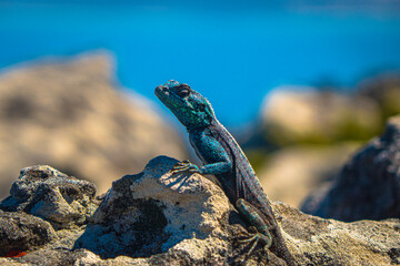 lizard on rock on table mountain, cape town, south africa