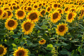 Fototapeta na wymiar Agriculture in full bloom, a closeup of sunflowers in a farm field