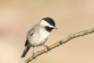 standing on a branch Poecile lugubris