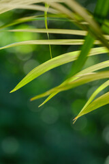 Obraz na płótnie Canvas Photo of green plant or fern