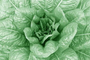 Obraz premium Lettuce bush with juicy ripe lettuce among large leaves