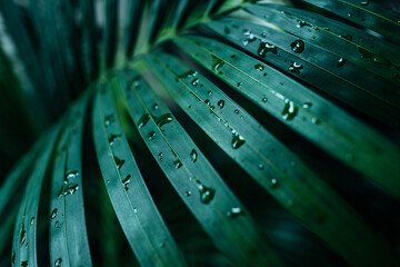Close-up detail of a green palm leaf with raindrops. Summer tropical natural exotic background, wallpaper