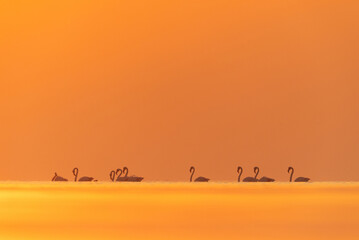 Fototapeta na wymiar Greater Flamingos and beautiful hue in sky and water during sunrise at Asker coast of Bahrain