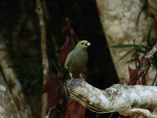 Thraupis palmarum, Tangara palmera