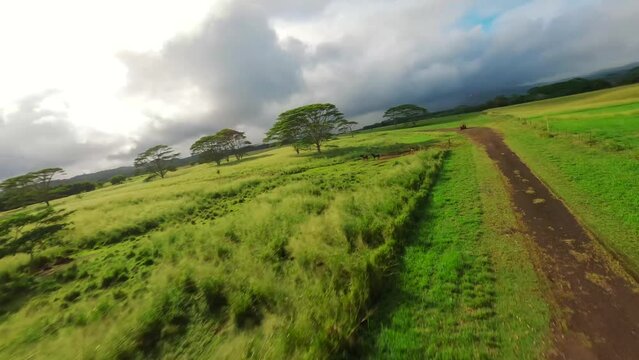 FPV fast paced drone shot over the fields and medows of Kauai island in Hawaii. Also known as the garden valley. Outdoor adventures in the scenic paradise in tropical summer. 4K UHD