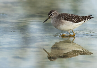 Wood Sandpiper and dramatic reflection at Asker marsh, Bahrain