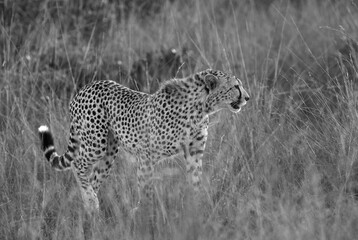 Cheetah in the mid of tall grasses, Masai Mara