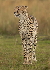 Portrait of a Cheetah, Masai Mara, Kenya