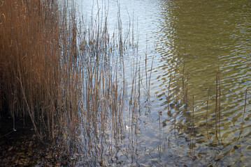 light reflections in the water with reeds