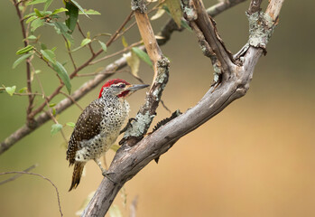 A Nubian woodpecker perched on a tree at Masai Mara, Kenya