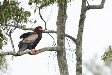 A Bateleur eagle perched on a tree at Masai Mara, Kenya