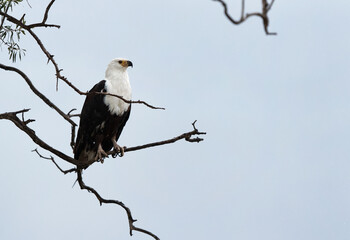 A Fish Eagle perched on a tree, Masai Mara, Kenya