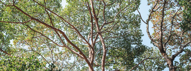tree background in concept of earth sustainability resource and green nature environment, environmental ecology for save the global planet protection or eco renewable energy, plant conservation
