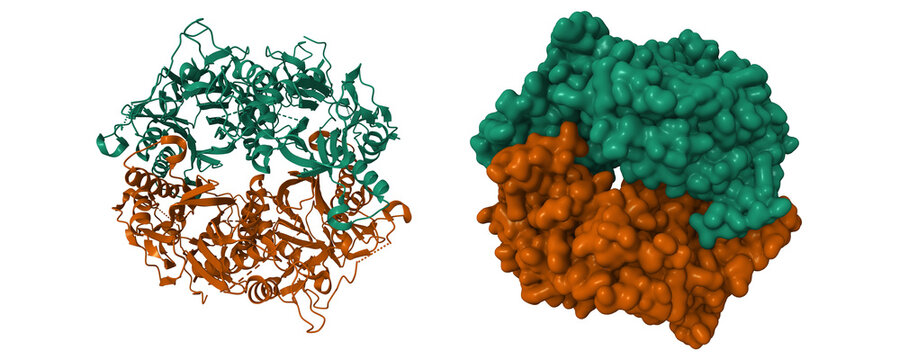 Structure of 6-aminohexanoate-oligomer hydrolase from Arthrobacter sp. KI72. 3D cartoon and Gaussian surface models, chain id color scheme, PDB 5y0m