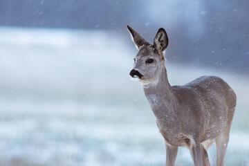 Roe deer in snow on a meadow © Ewald Fröch