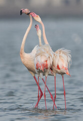 Greater Flamingos territory dispute while feeding at Eker creek, Bahrain