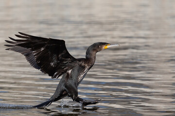 Splashing of a cormorant in the lagoon. Cormorant with open wings. Large waterfowl. Fishing birds.