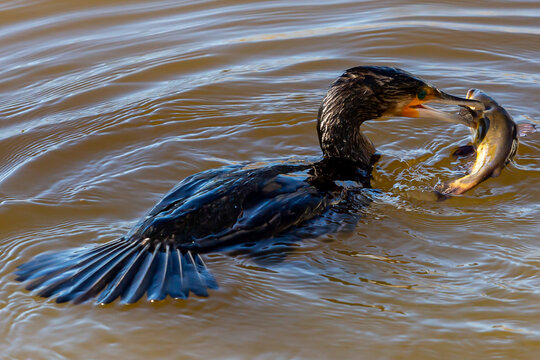 Black cormorant fishing in the lagoon. A fisher bird with a fish in its beak. Large waterfowl. Bird hunting in the sea.