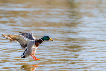 Splashing of a duck in the lagoon. Duck with open wings. acuatic birds.
