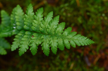 Closeup or macro of green fern in forest