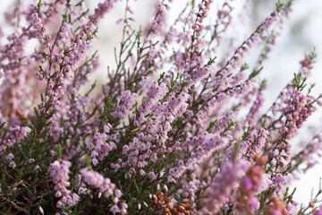 Obraz premium Close up of heather flowers in the forest. Calluna vulgaris, Portugal
