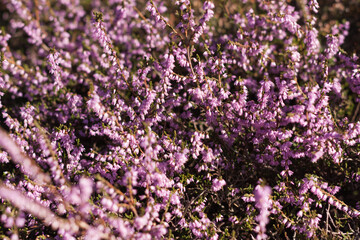 Close up of heather flowers in the forest. Calluna vulgaris, Portugal
