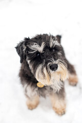 Portrait of a black and silver schnauzer sitting in the snow with a collar and a badge