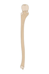 Human skeletal bone. The Ulna of the Right Forearm. Anterior (ventral) view.
