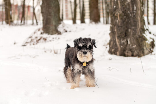 A black and silver schnauzer with an addressee on a red collar walks in the snow