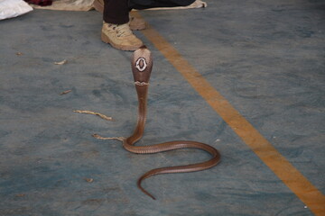 King Cobra snake