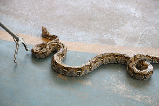 close up of a snake 