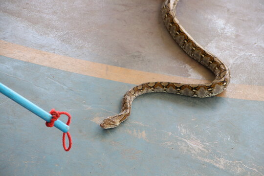 close up of a snake 