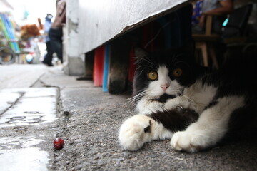 ฺcat on the street