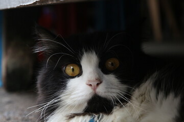 Closeup portrait of a black and white cat 