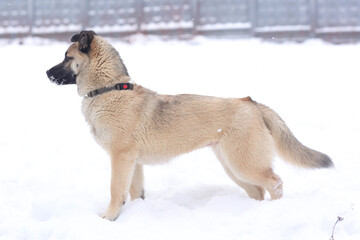 fawn dog full length photo on snowy white background