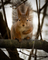 Red Squirrel in Sweden