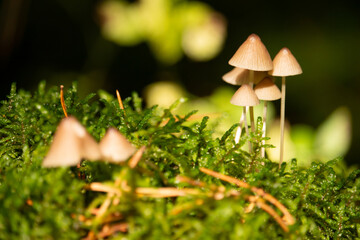 mushrooms in the grass