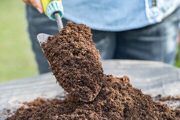 Hand holding peat moss organic matter improve soil for agriculture organic plant growing, ecology...