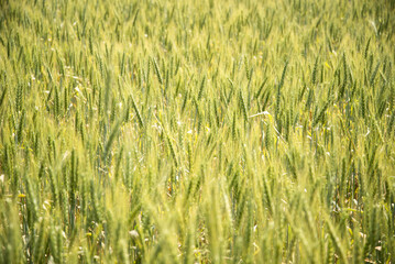 Golden Wheat Field in Sunlight Background