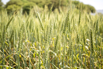 Fototapeta premium Close Up of Golden Wheat Field Background
