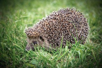 The cute hedgehog runs on the grass